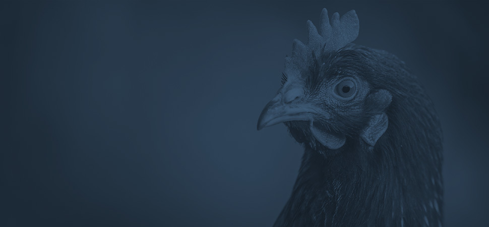 Poultry Industry Electrical Services