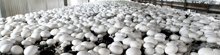 Mushroom Growers